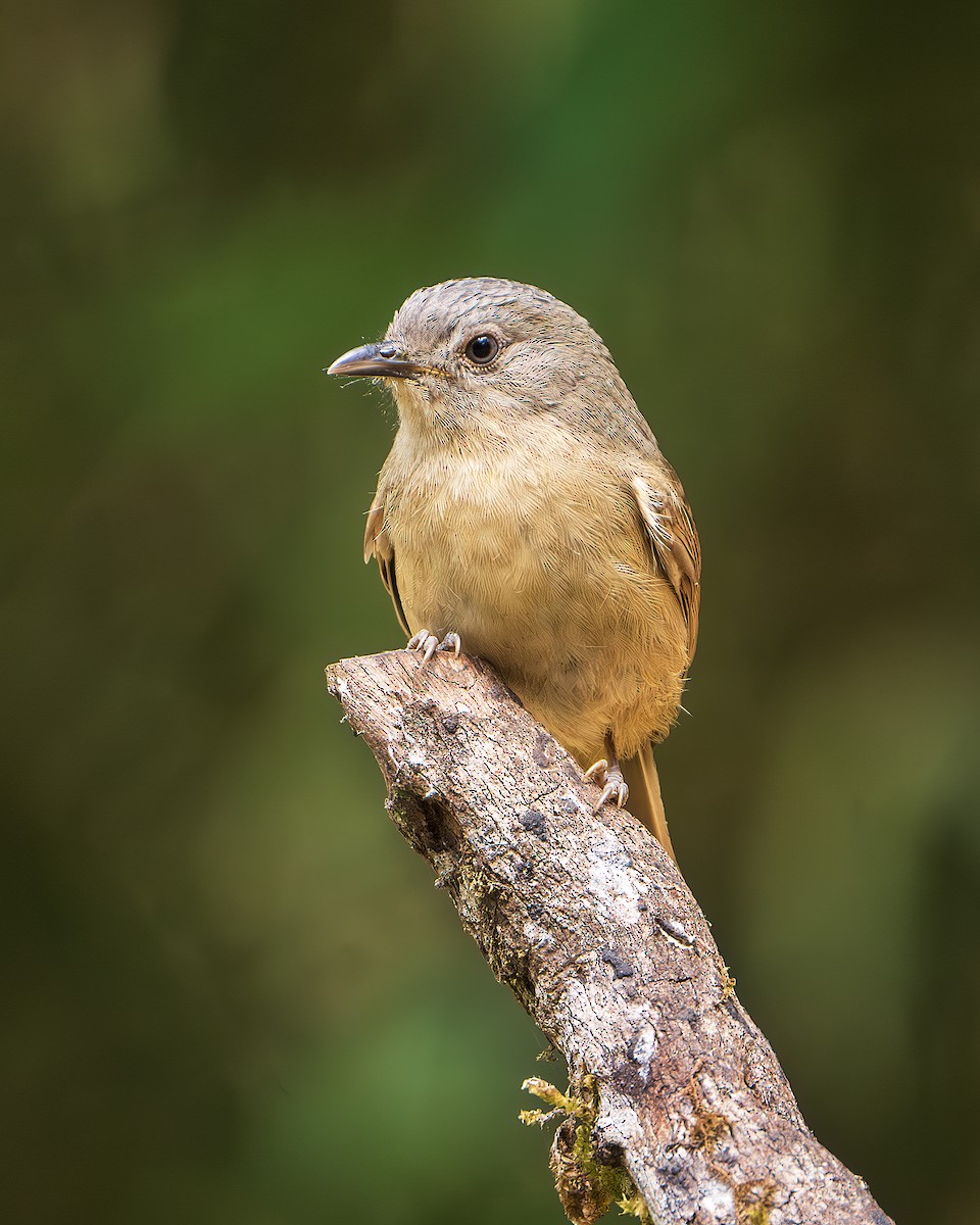 Brown-cheeked Fulvetta - ML643218312