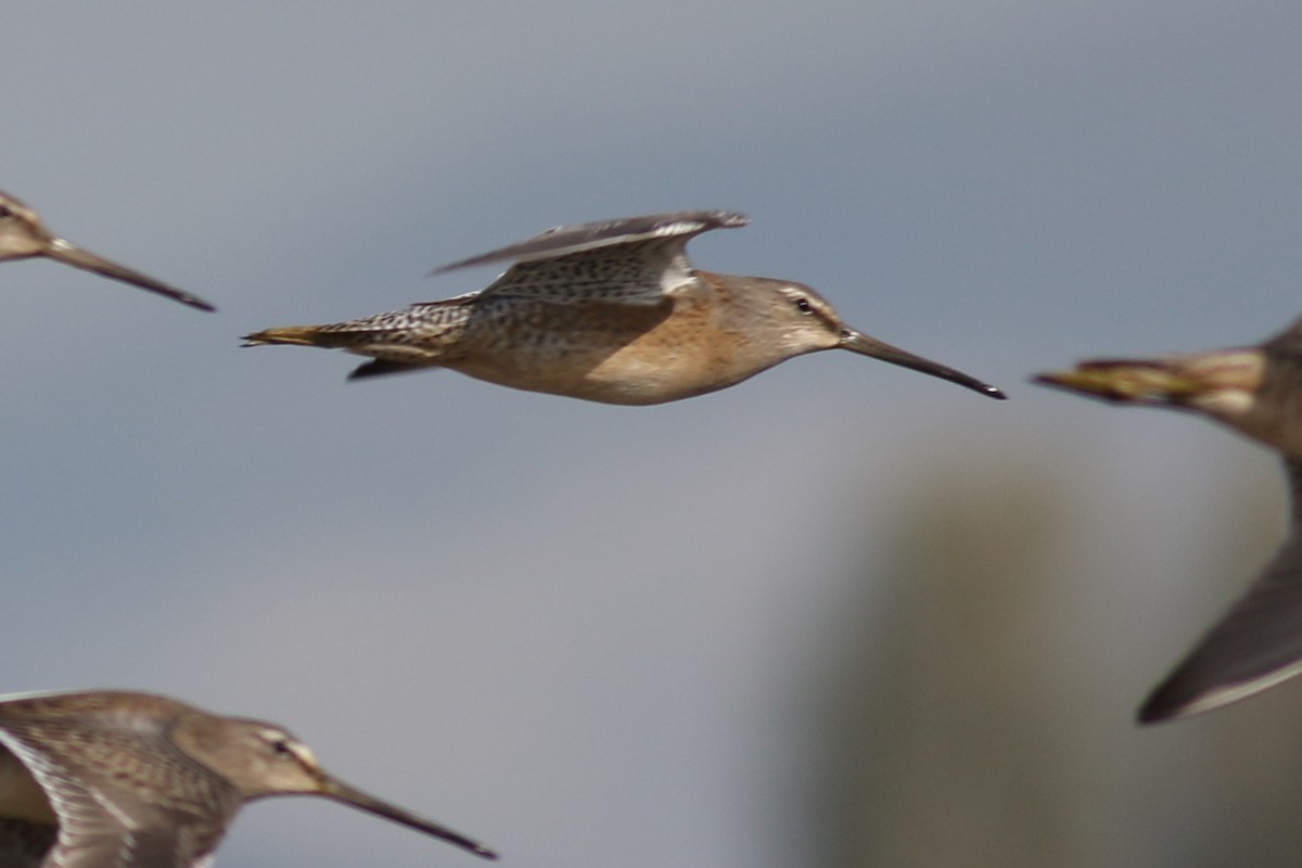 Хараалжин цууцил - ML643218313