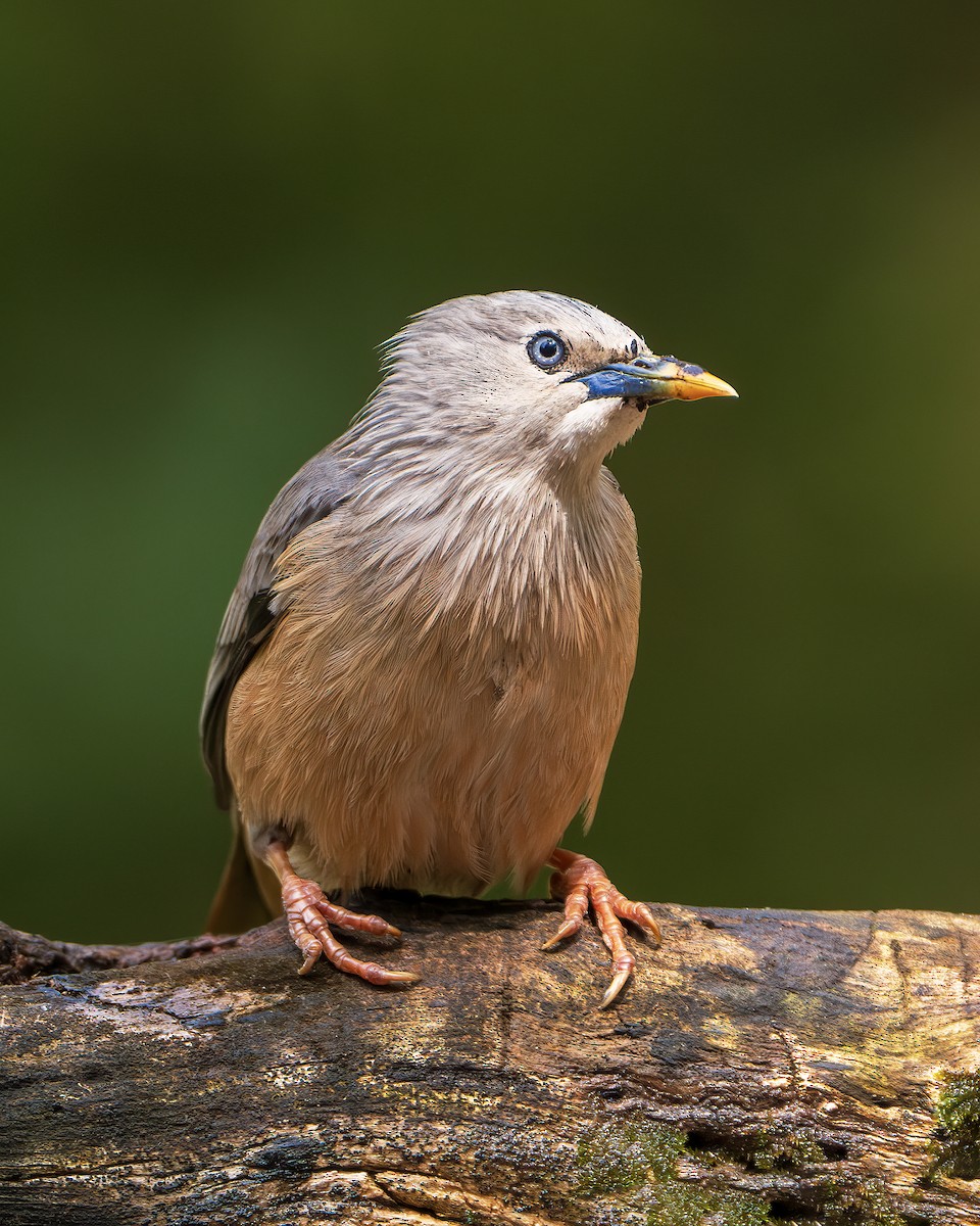 Chestnut-tailed Starling - ML643218322