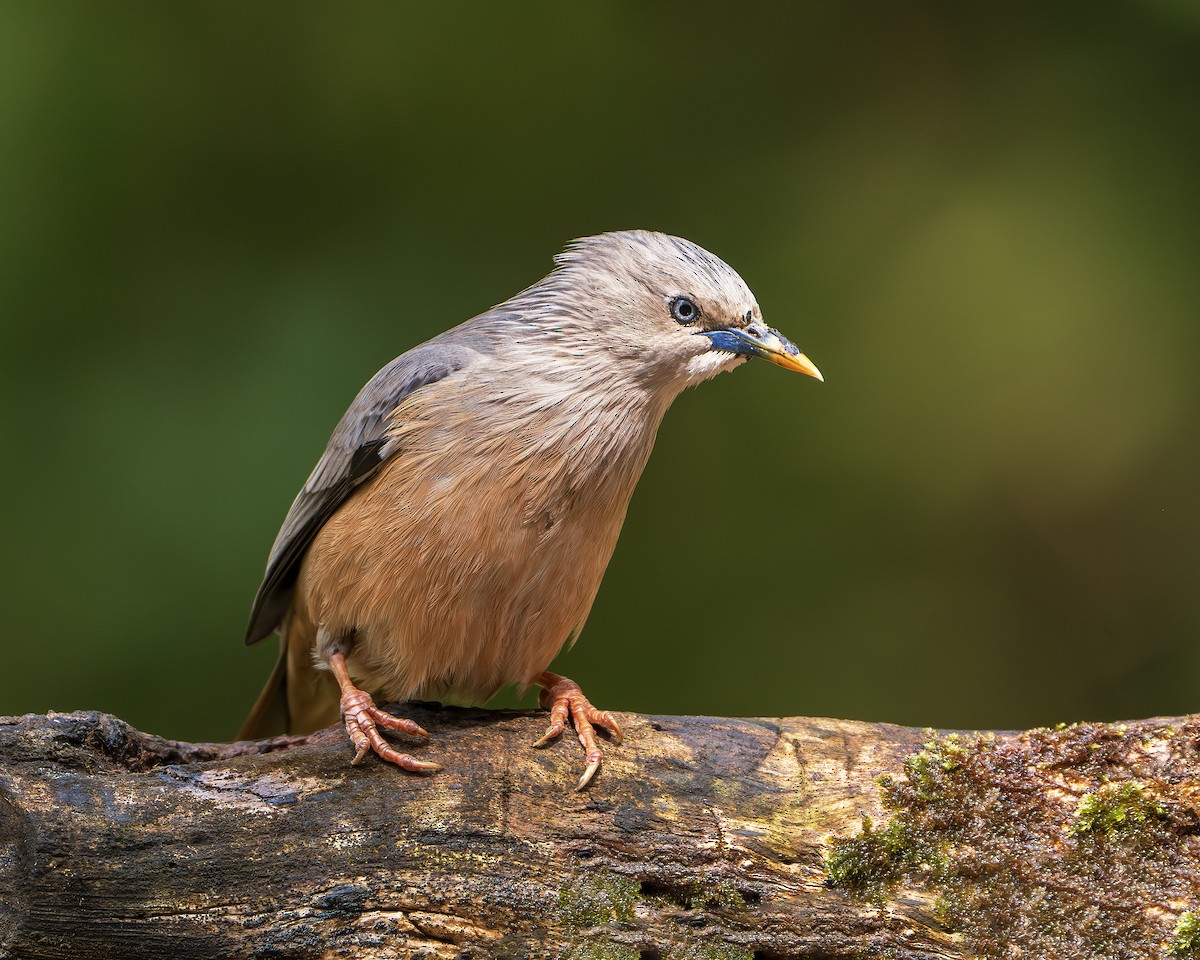 Chestnut-tailed Starling - ML643218323