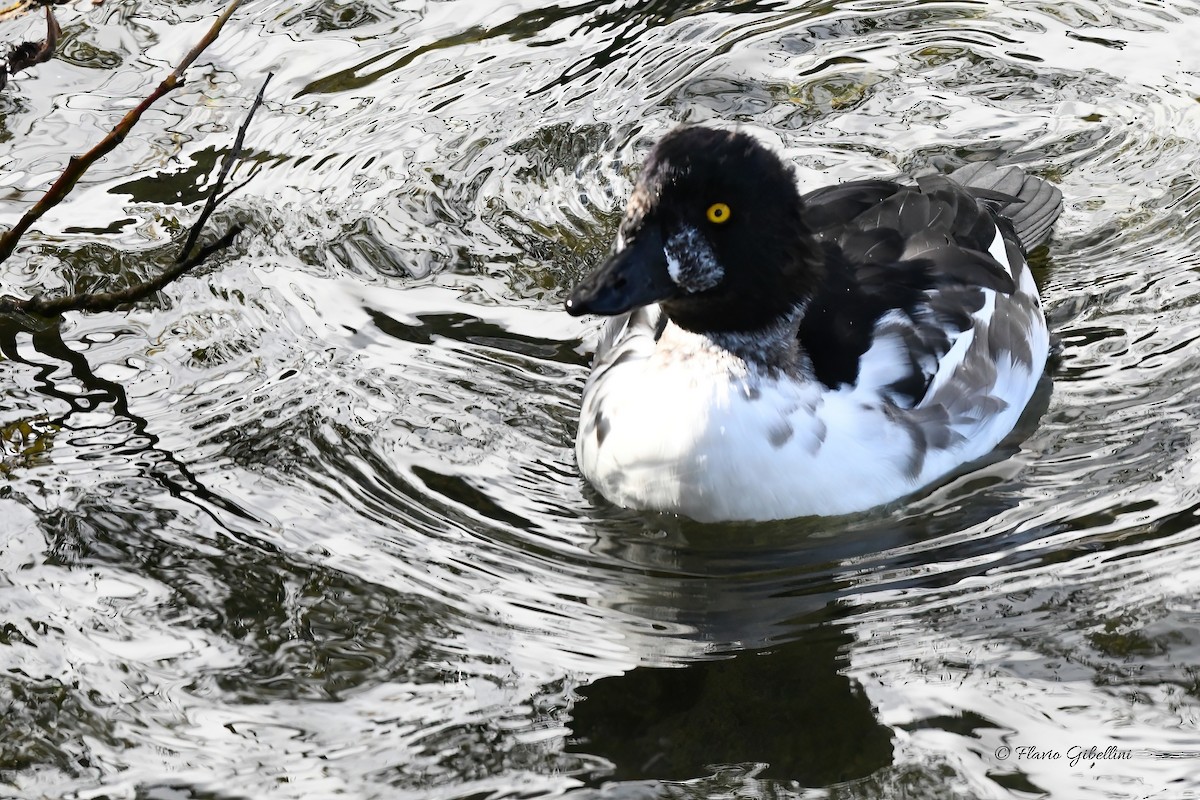 Common Goldeneye - ML643218338