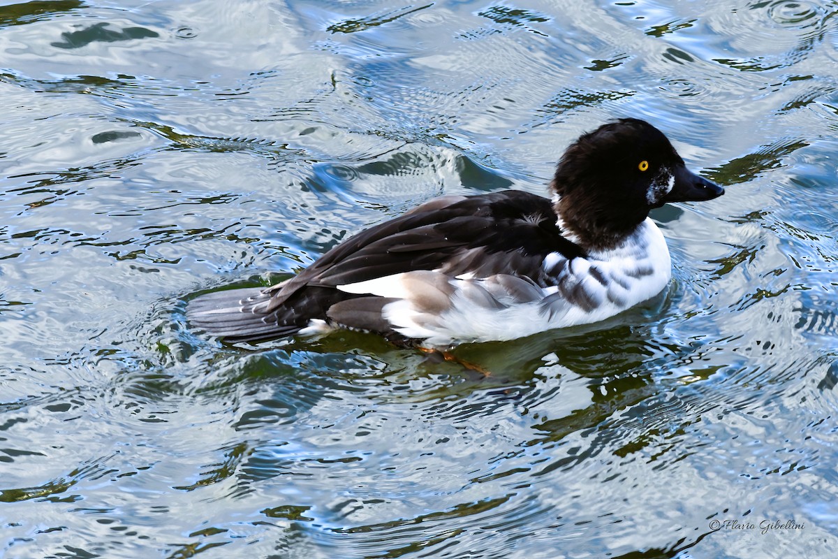 Common Goldeneye - ML643218342