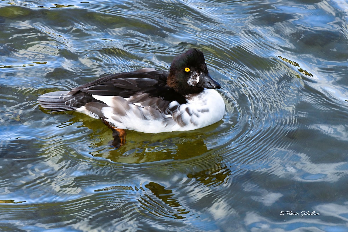 Common Goldeneye - ML643218343