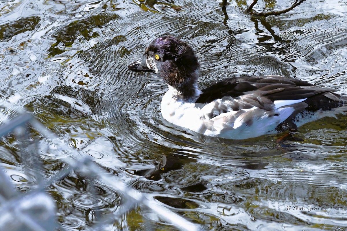 Common Goldeneye - ML643218344