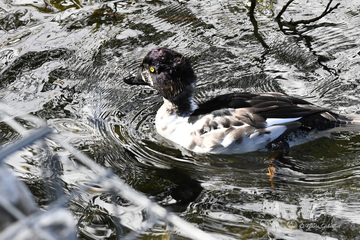 Common Goldeneye - ML643218345