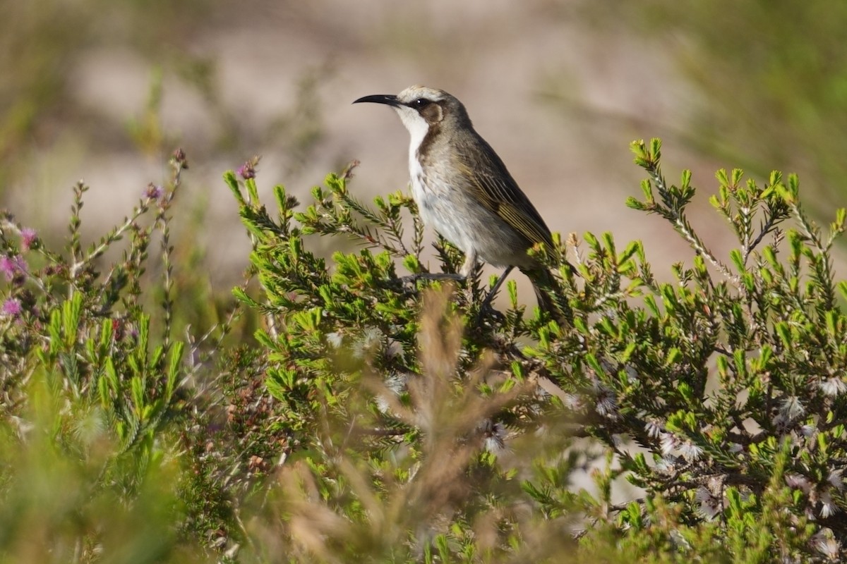 Tawny-crowned Honeyeater - ML643218347