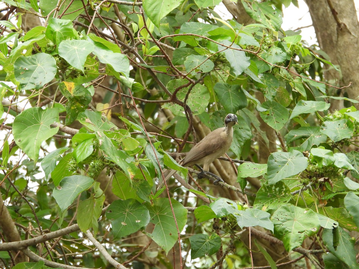 Helmeted Friarbird - ML643218349