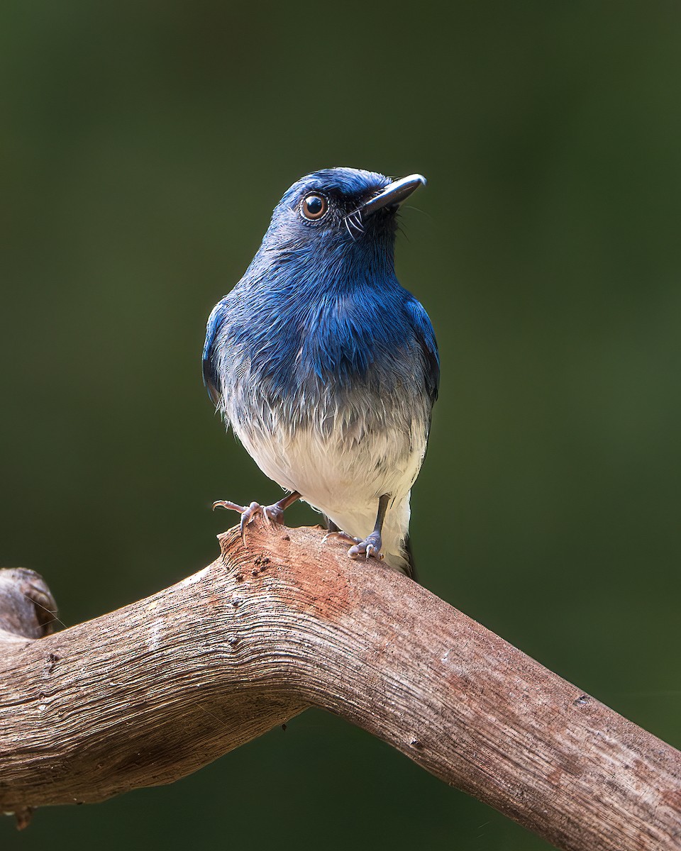 White-bellied Blue Flycatcher - ML643218350