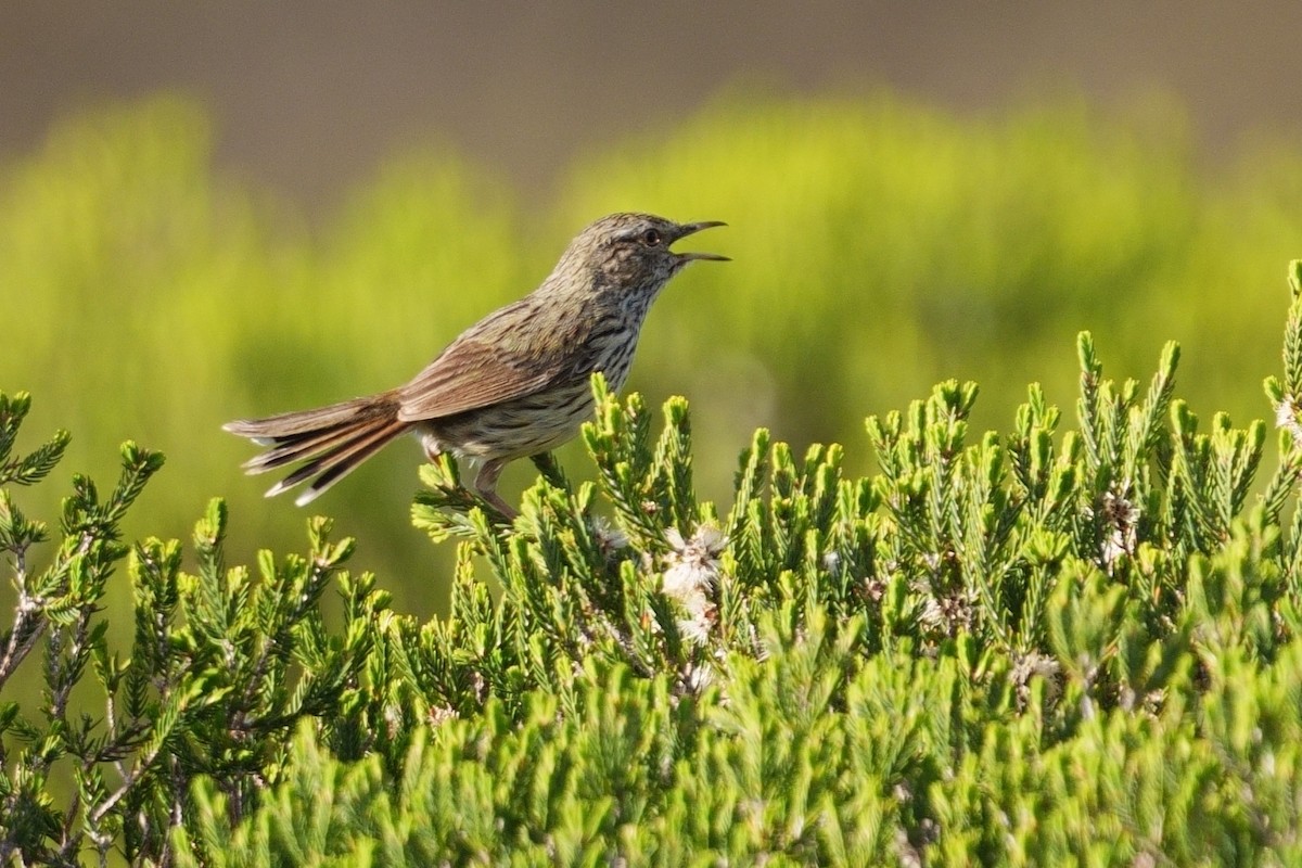 Western Fieldwren - ML643218351