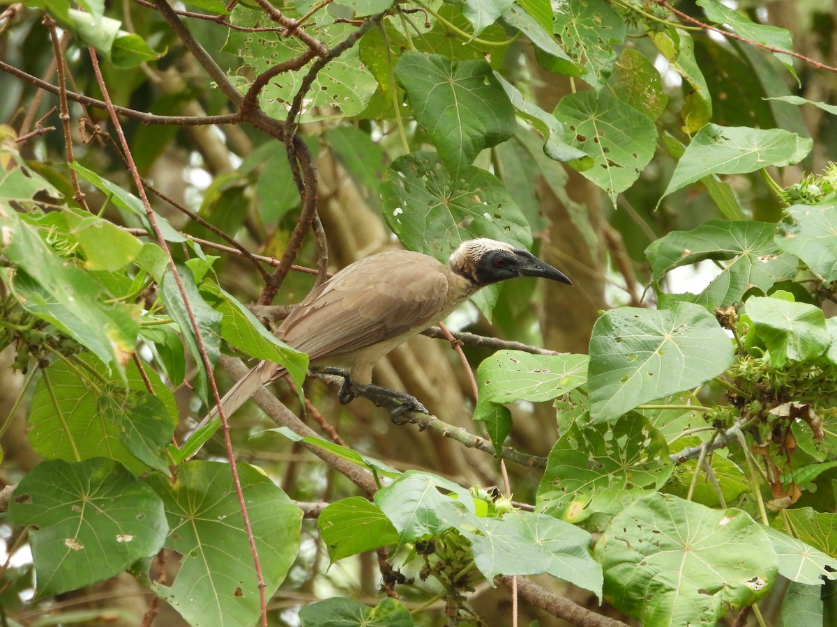 Helmeted Friarbird - ML643218352