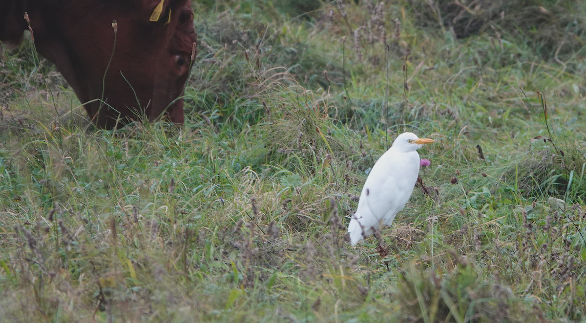 Western Cattle-Egret - ML643218354