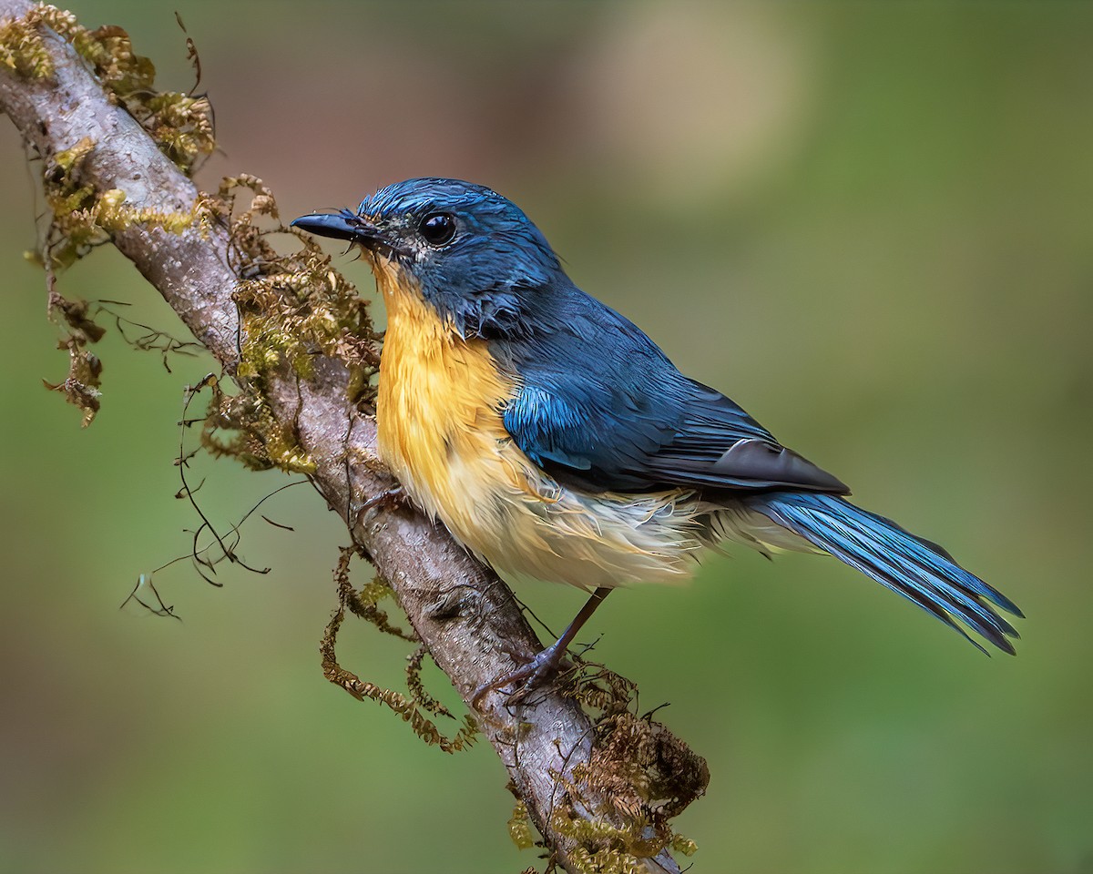 Tickell's Blue Flycatcher - ML643218355