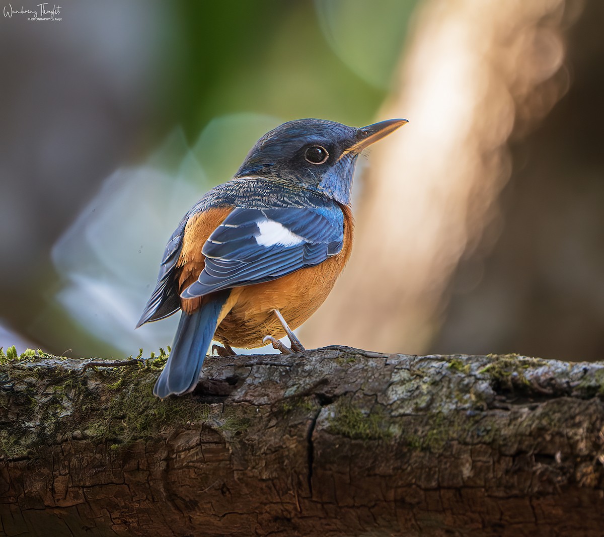 Blue-capped Rock-Thrush - ML643218356