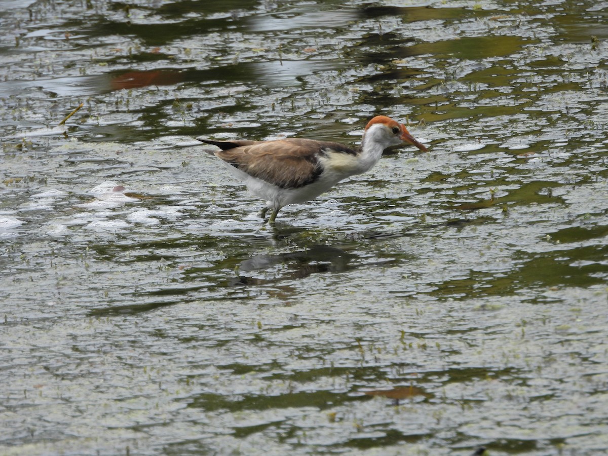 Comb-crested Jacana - ML643218358