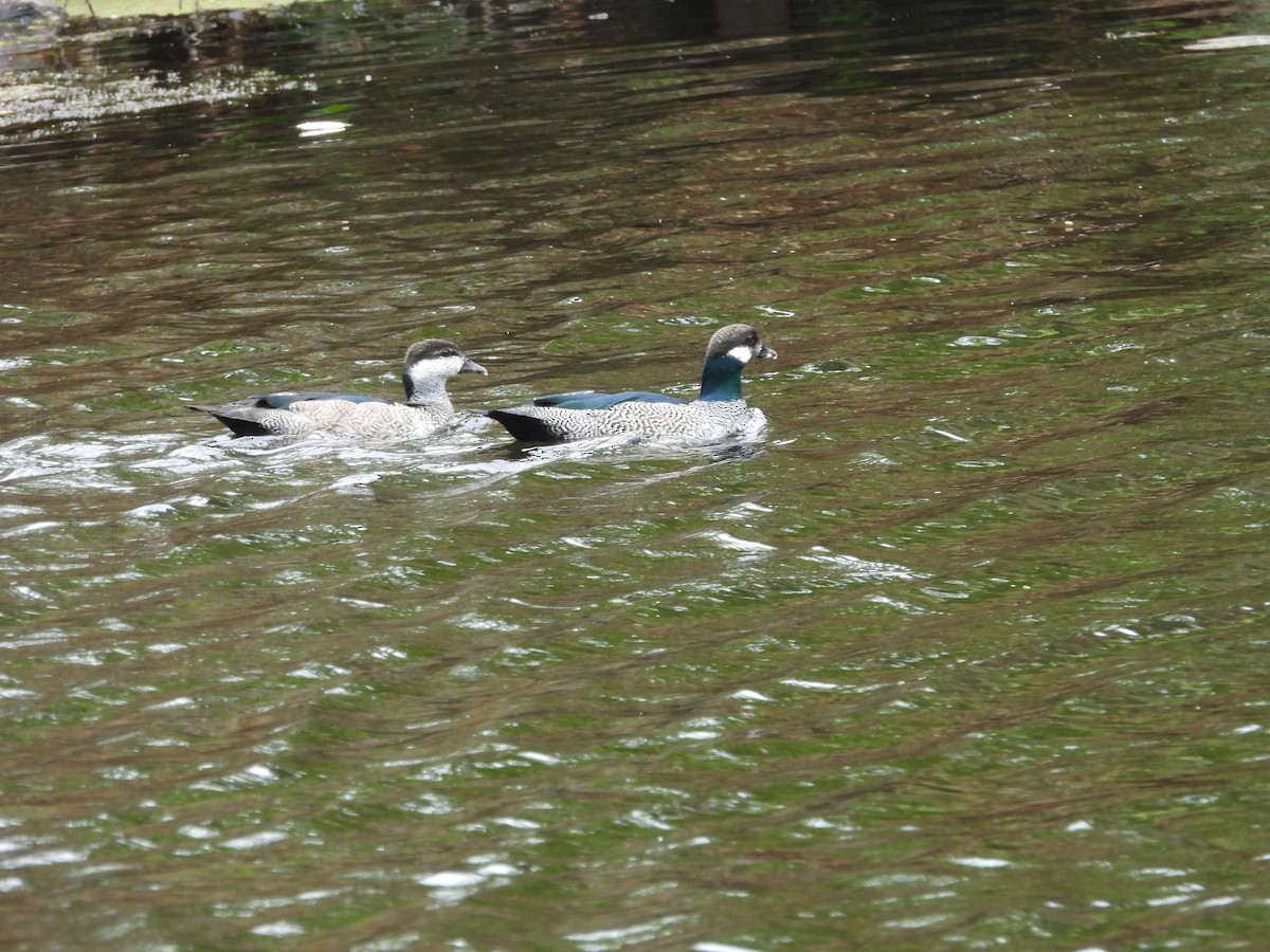 Green Pygmy-Goose - ML643218363