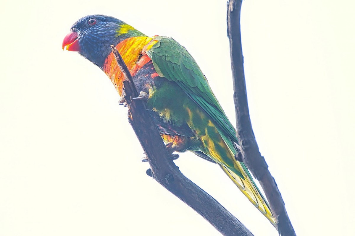 Rainbow Lorikeet - ML643218369
