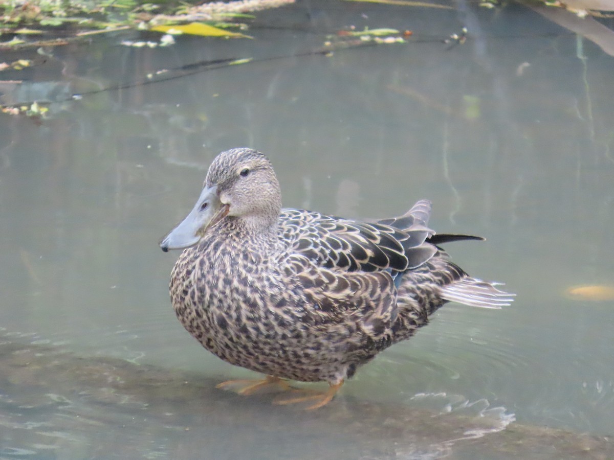 Australasian Shoveler - ML643218375