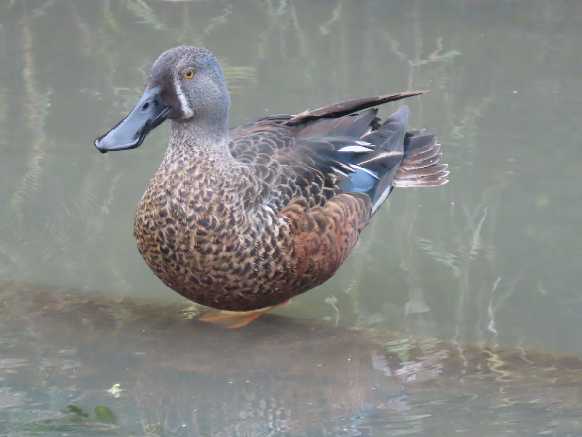Australasian Shoveler - ML643218376