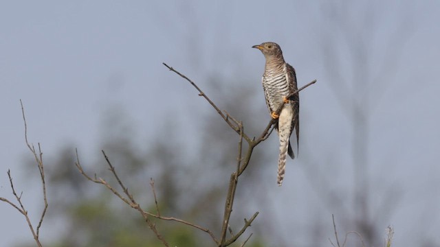 Common Cuckoo - ML643218377