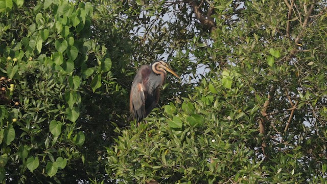 Purple Heron - ML643218380