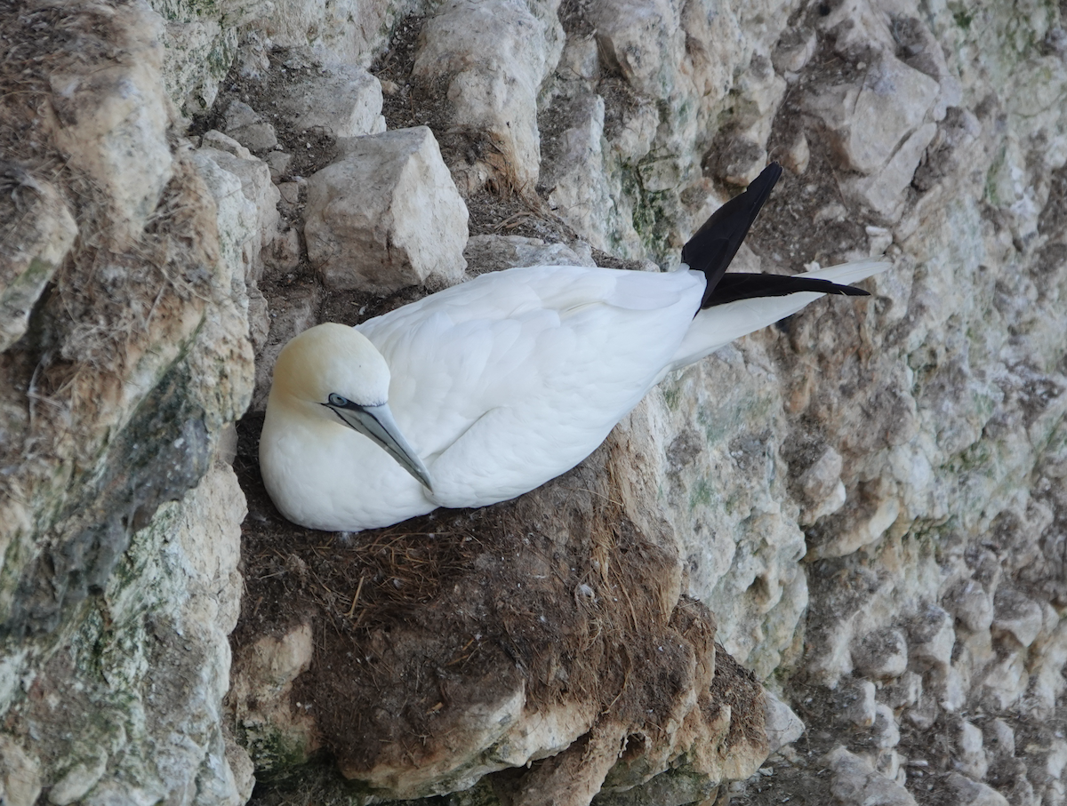 Northern Gannet - ML643218390
