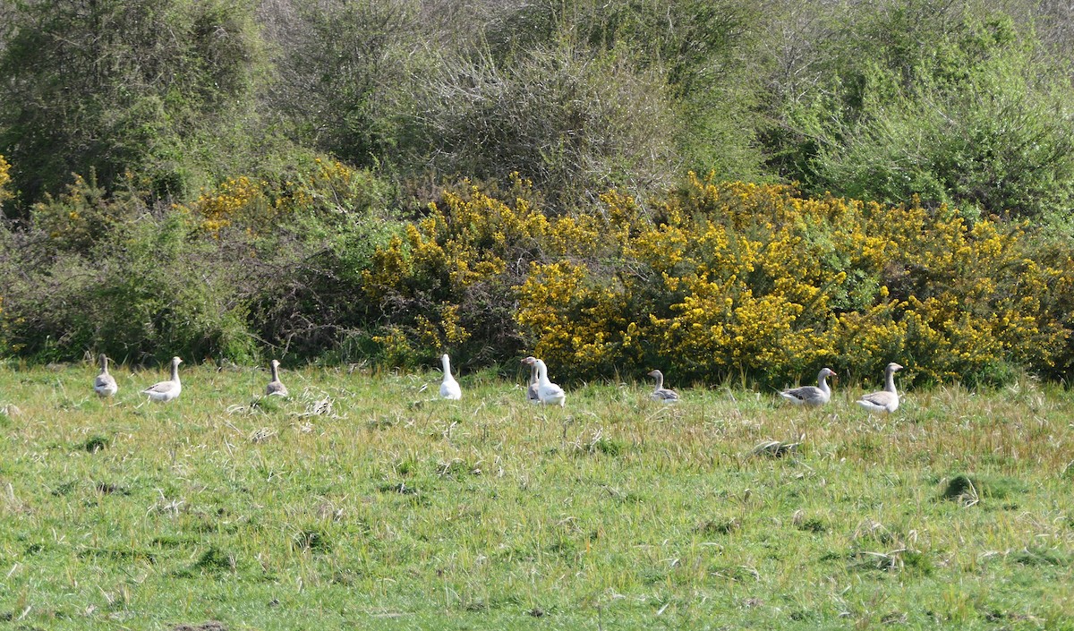 Graylag Goose (Domestic type) - ML643218392