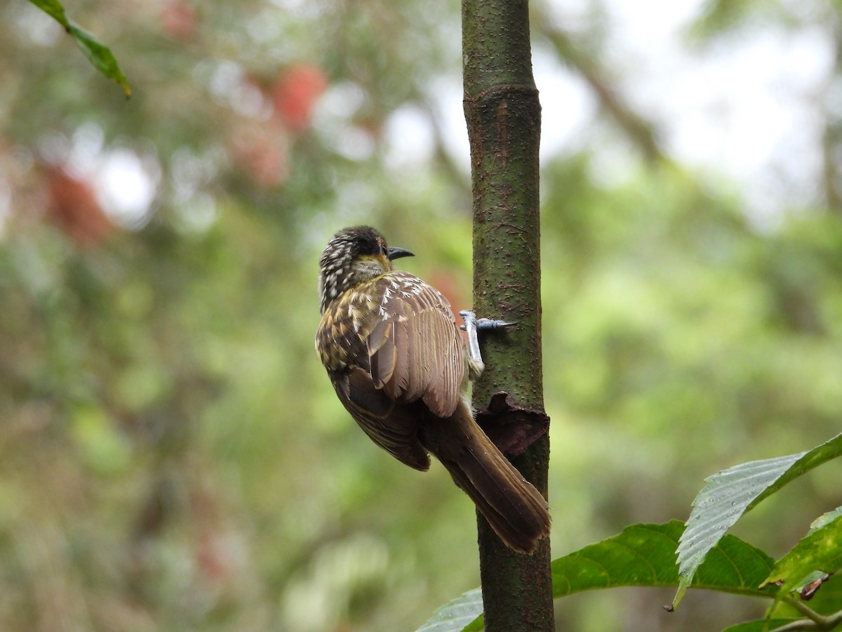 Macleay's Honeyeater - ML643218401