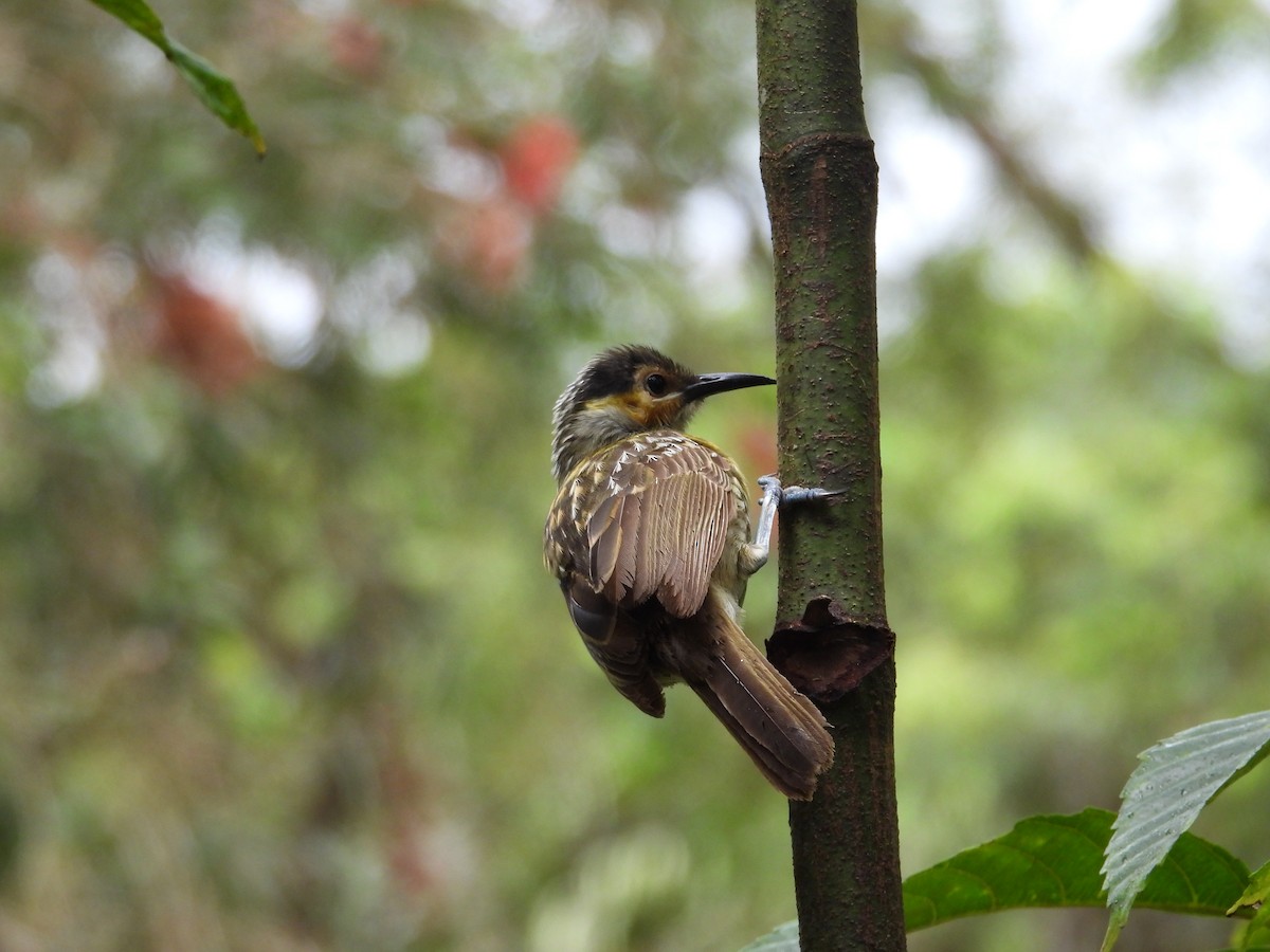 Macleay's Honeyeater - ML643218402