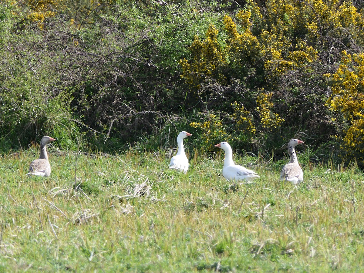 Graylag Goose (Domestic type) - ML643218403