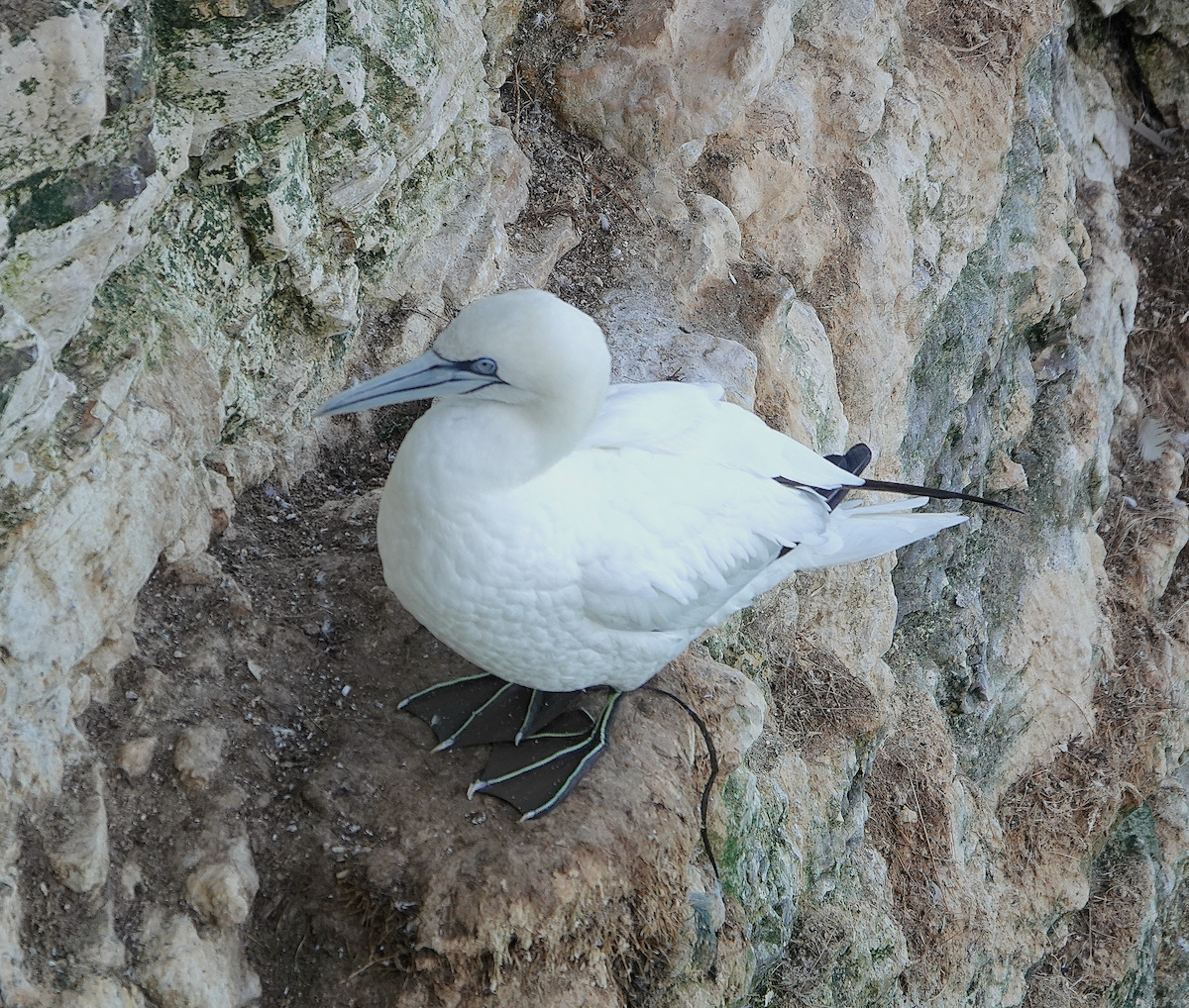 Northern Gannet - ML643218414