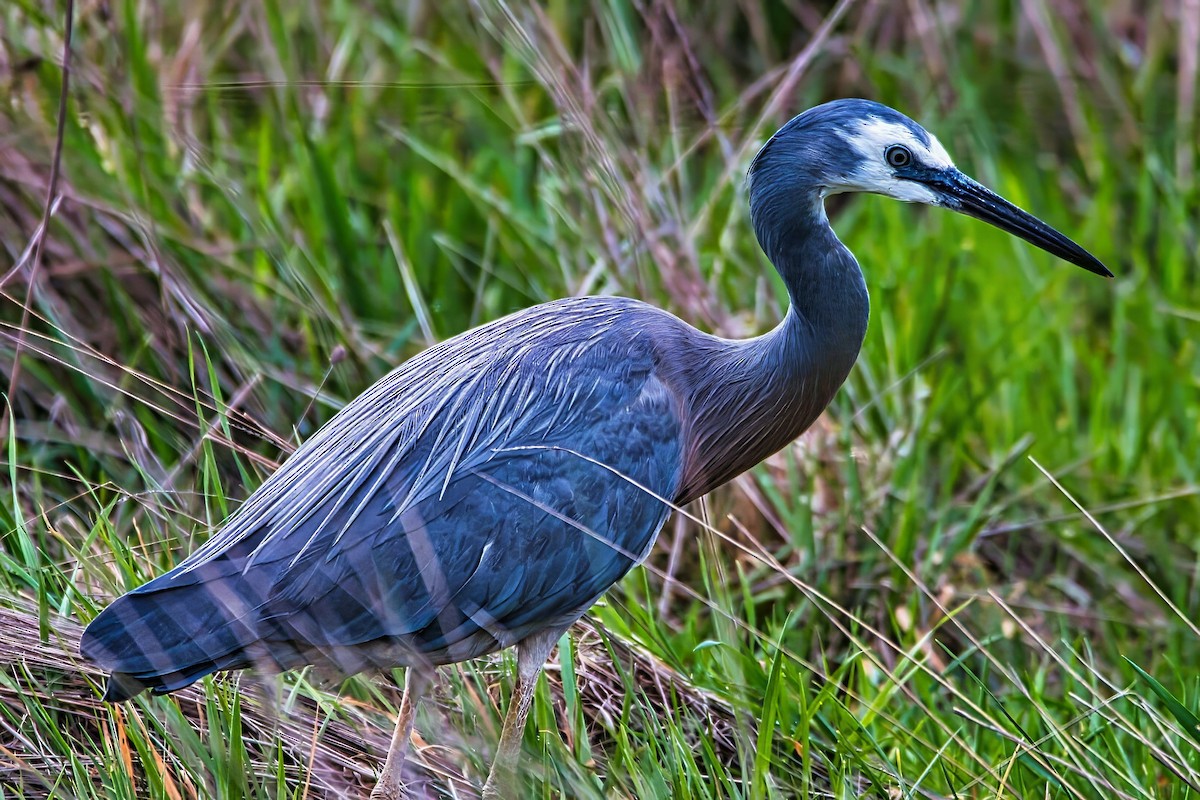 White-faced Heron - ML643218418