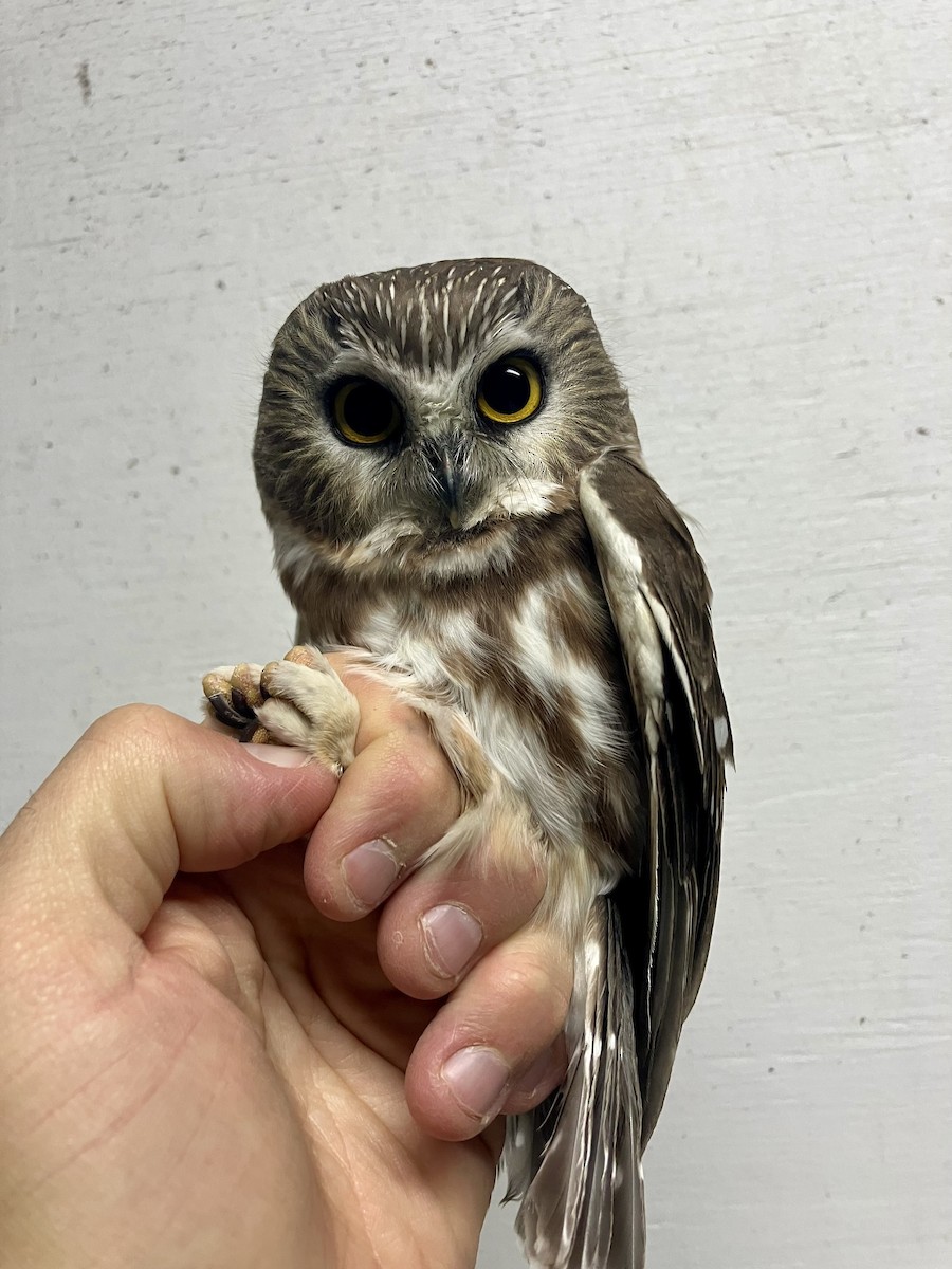 アメリカキンメフクロウ - ML643218420