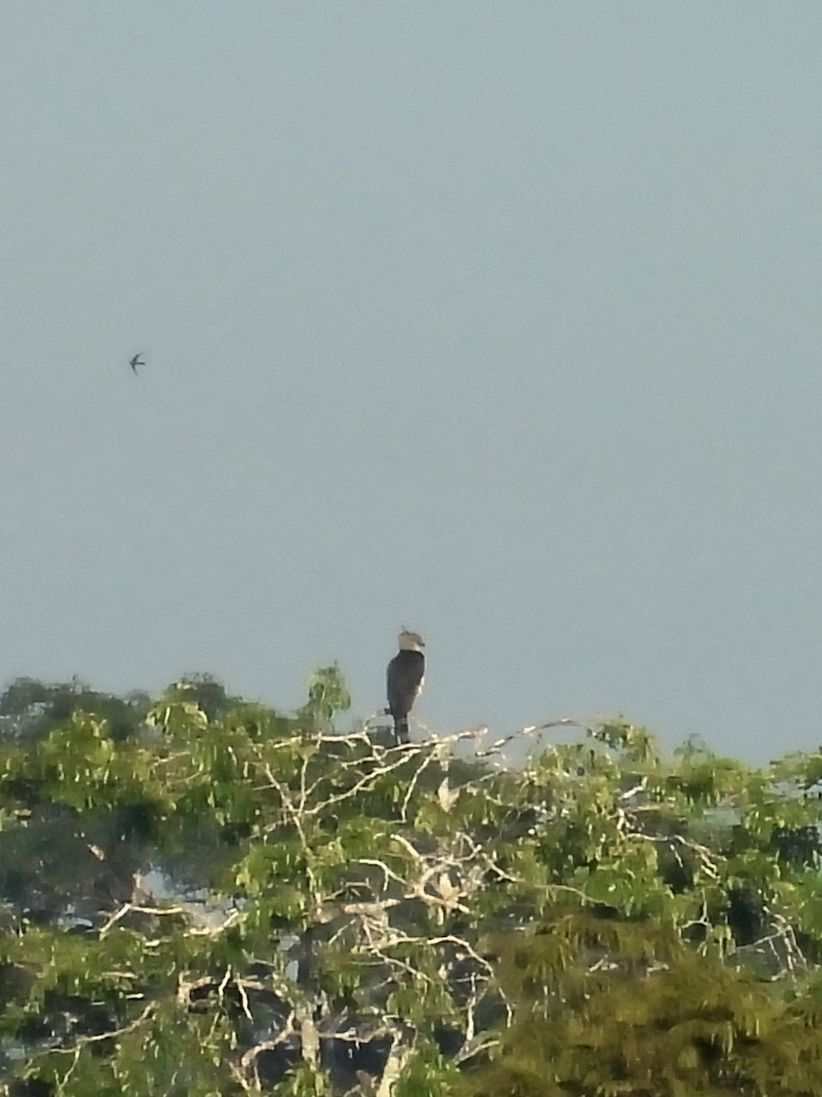 Harpy Eagle - ML643218424