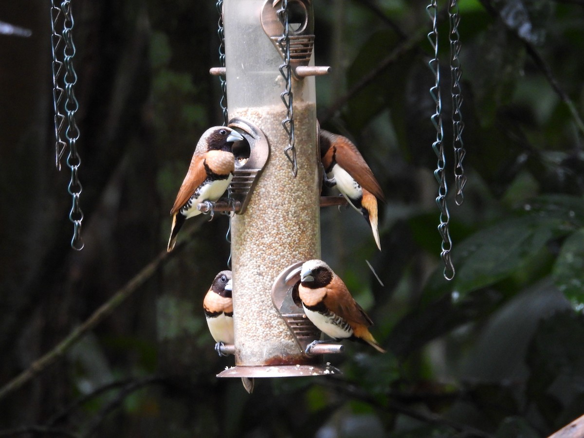 Chestnut-breasted Munia - ML643218425