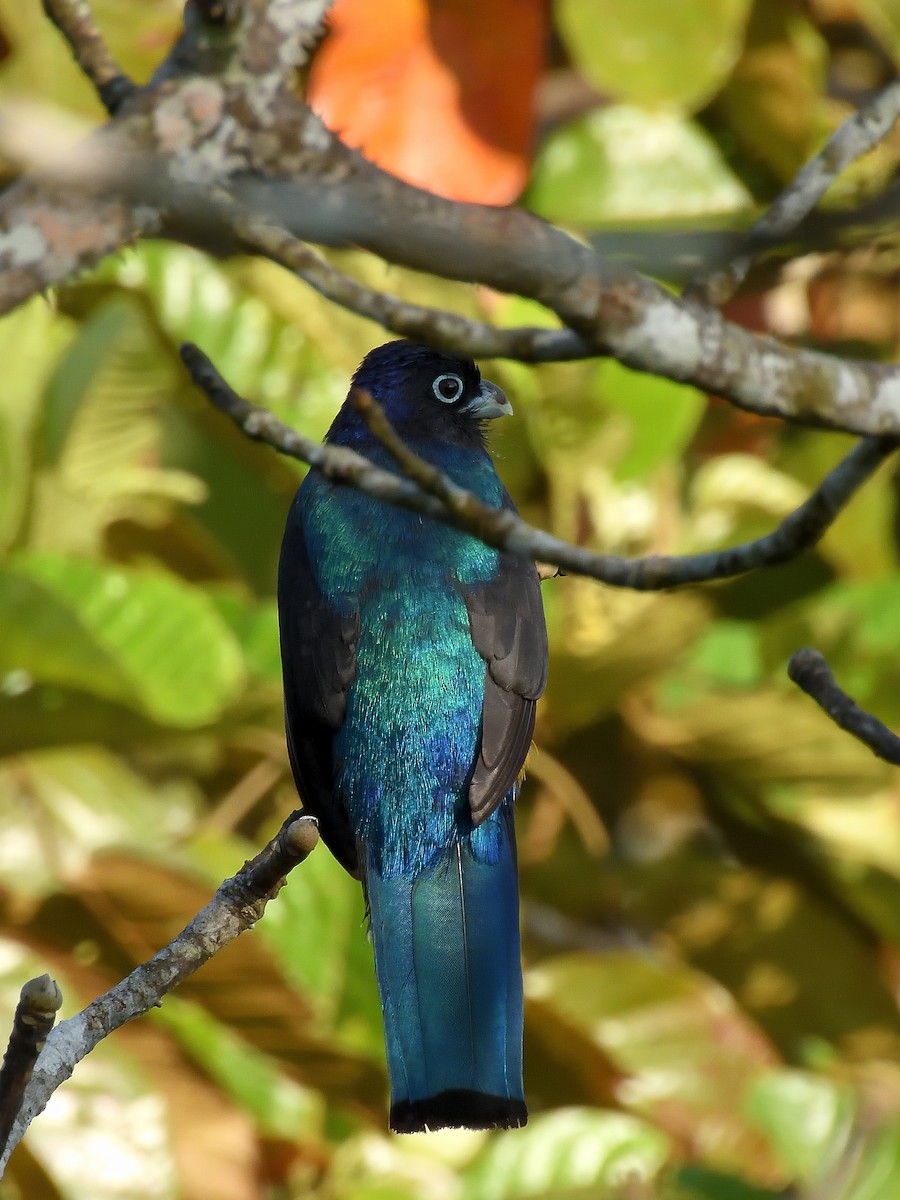 Green-backed Trogon - ML643218429