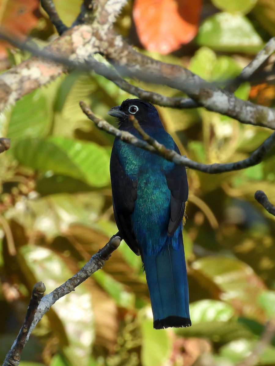 Green-backed Trogon - ML643218430