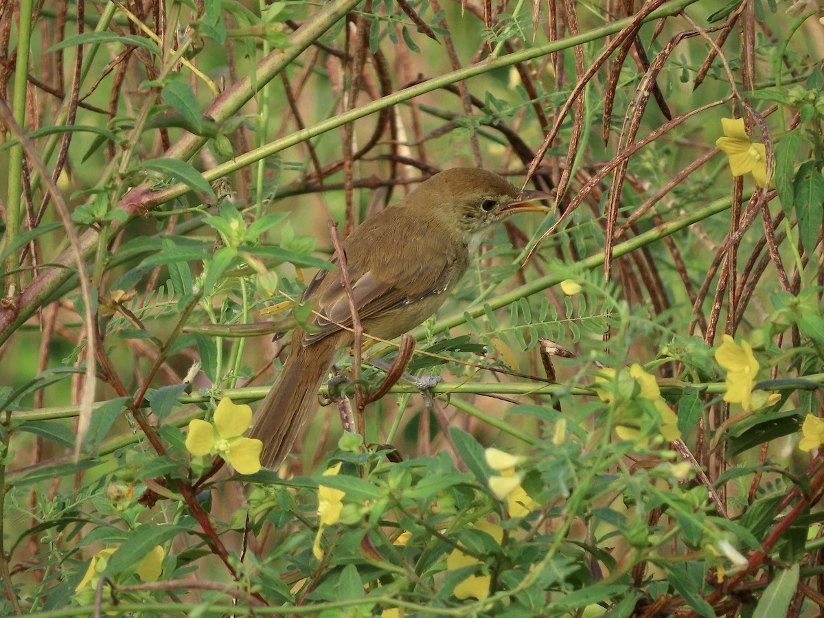 Thick-billed Warbler - ML643218432