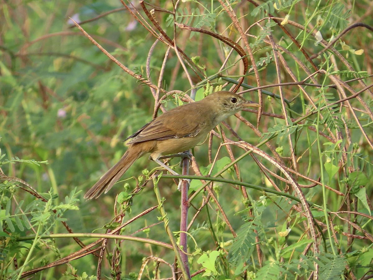 Thick-billed Warbler - ML643218433