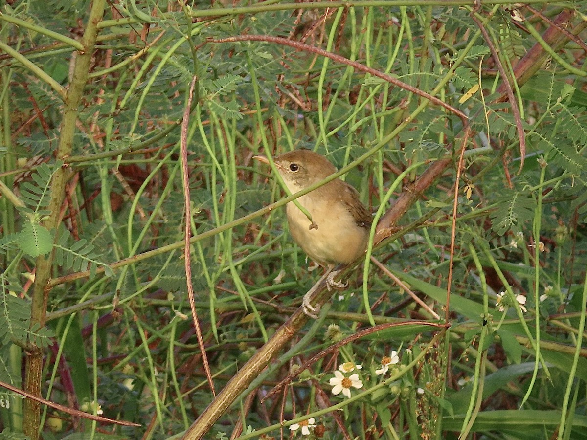 Thick-billed Warbler - ML643218434