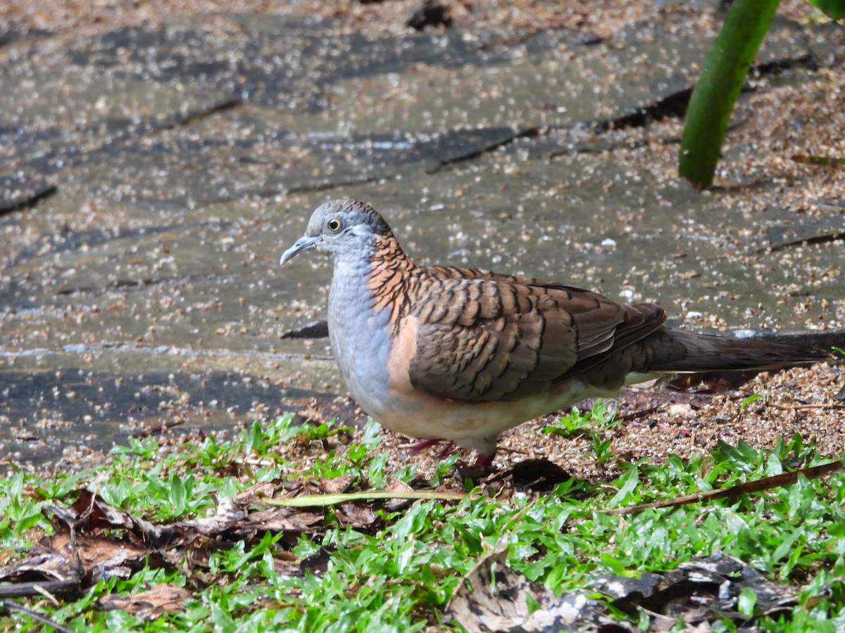 Bar-shouldered Dove - ML643218435