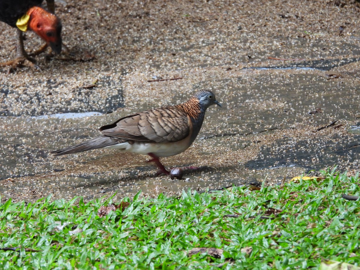 Bar-shouldered Dove - ML643218436