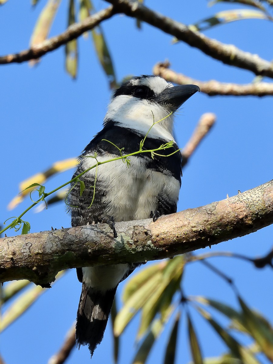 White-necked Puffbird - ML643218440