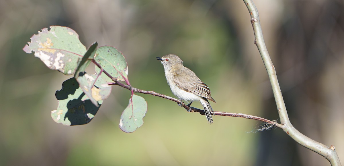 Western Gerygone - ML643218441