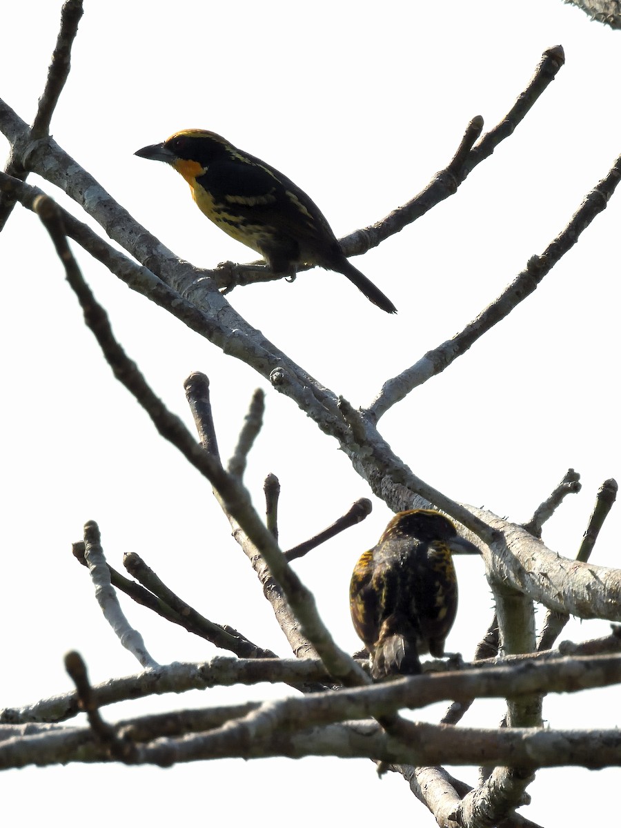 Gilded Barbet - ML643218443