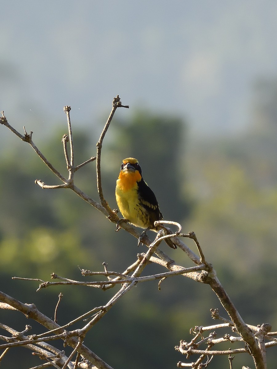 Gilded Barbet - ML643218444