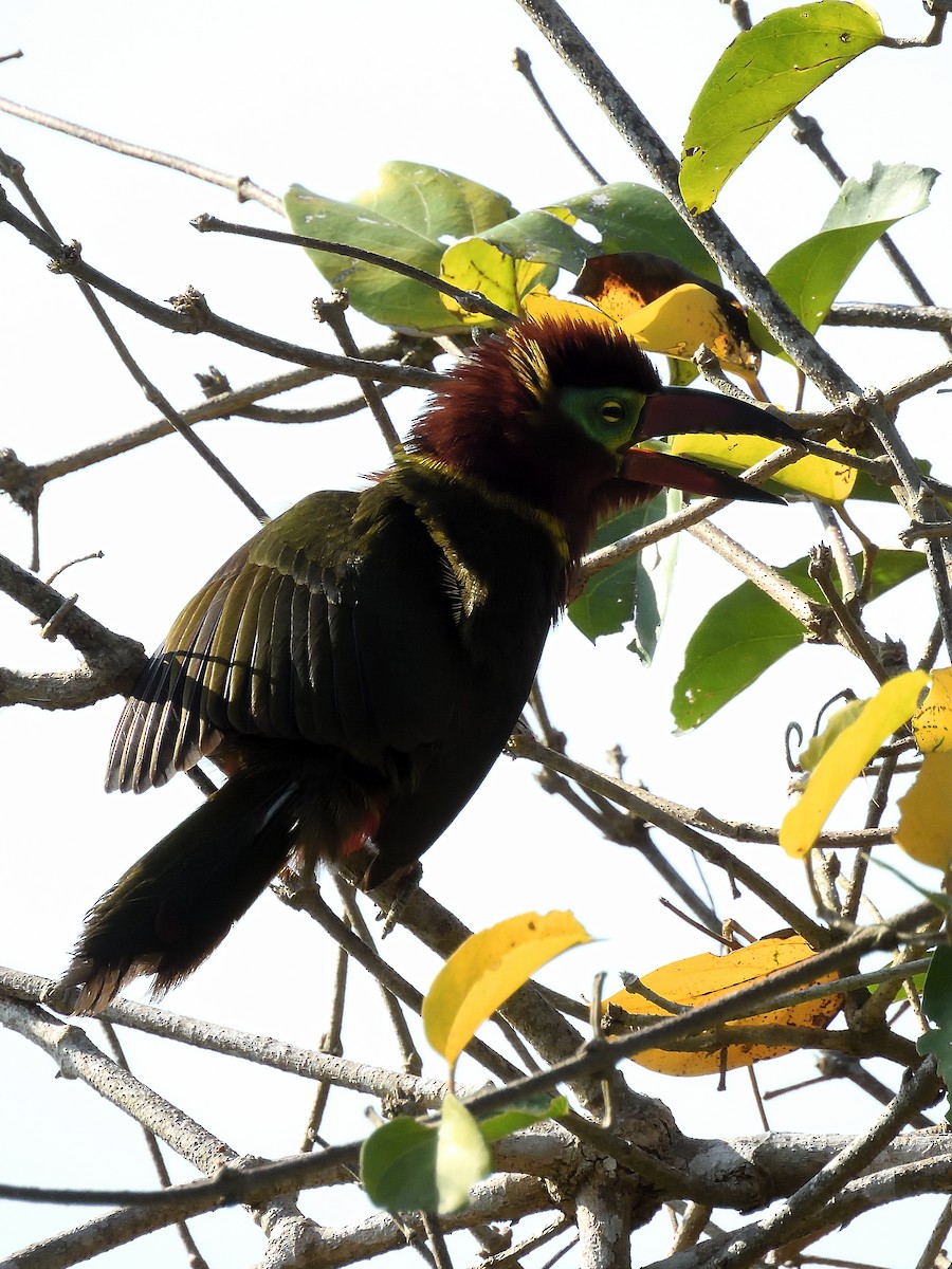 Golden-collared Toucanet - ML643218445