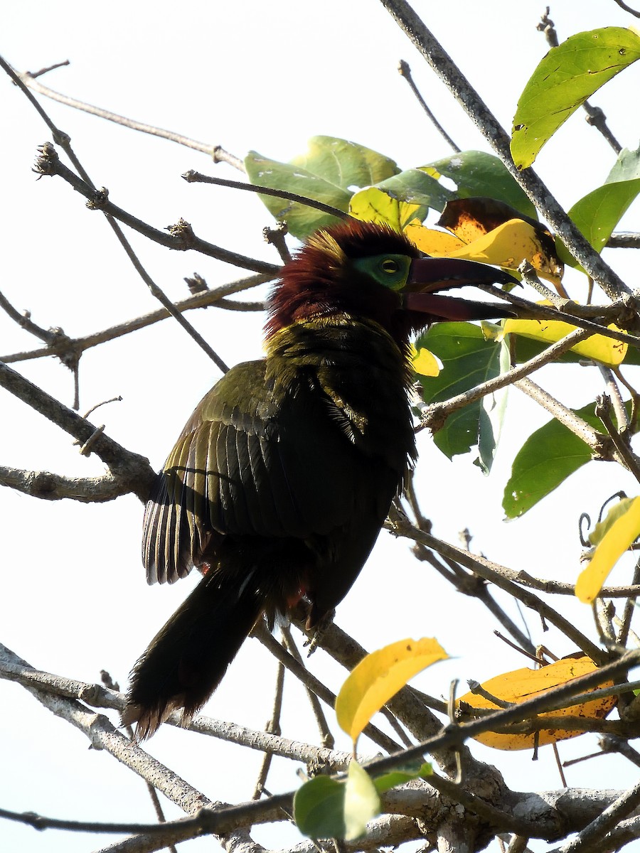 Golden-collared Toucanet - ML643218446