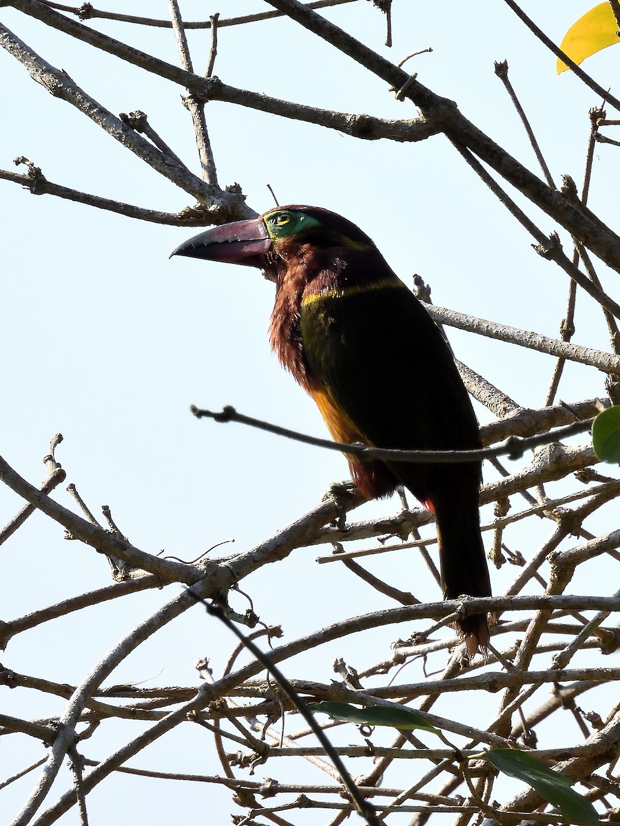 Golden-collared Toucanet - ML643218447