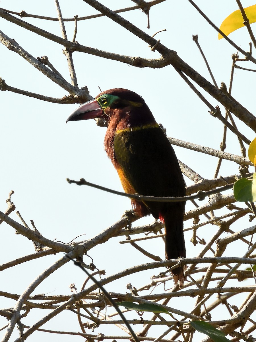 Golden-collared Toucanet - ML643218448