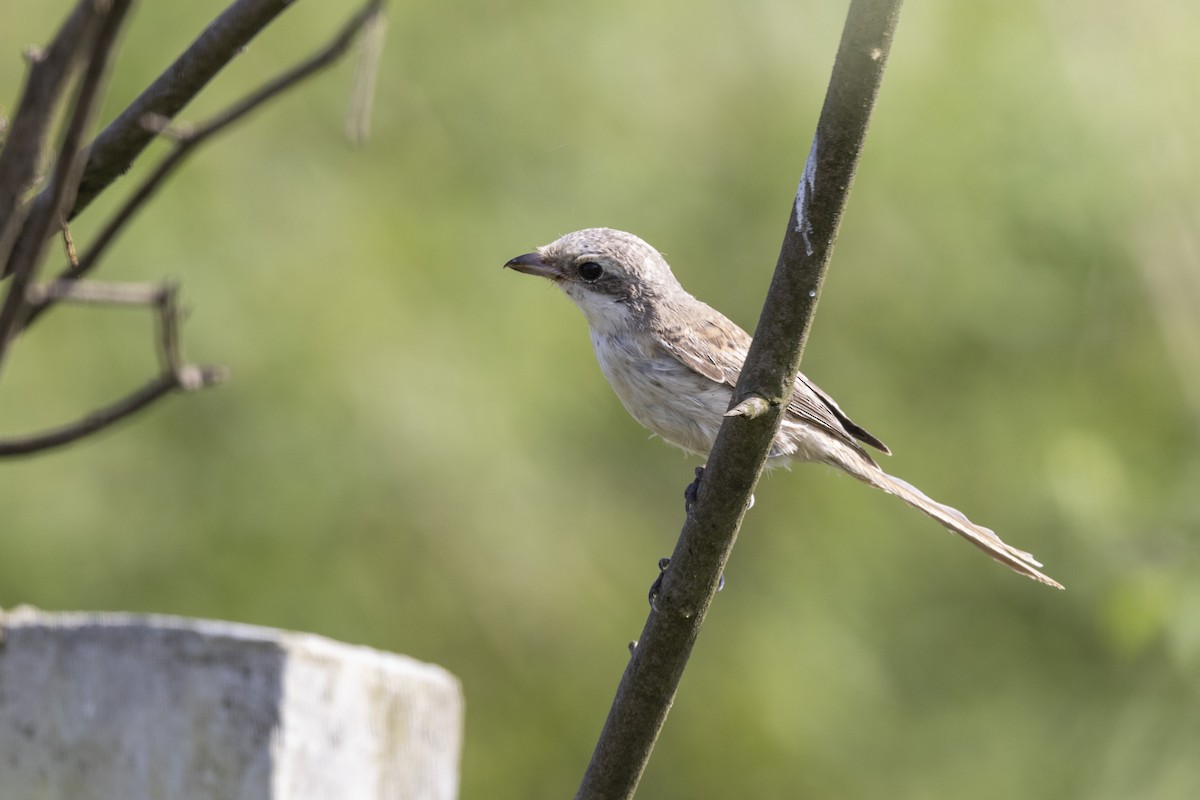 Bay-backed Shrike - ML643218456